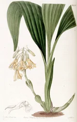 Calanthe densiflora